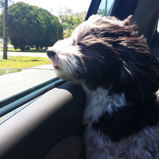 perros-disfrutando-viaje-coche (5)