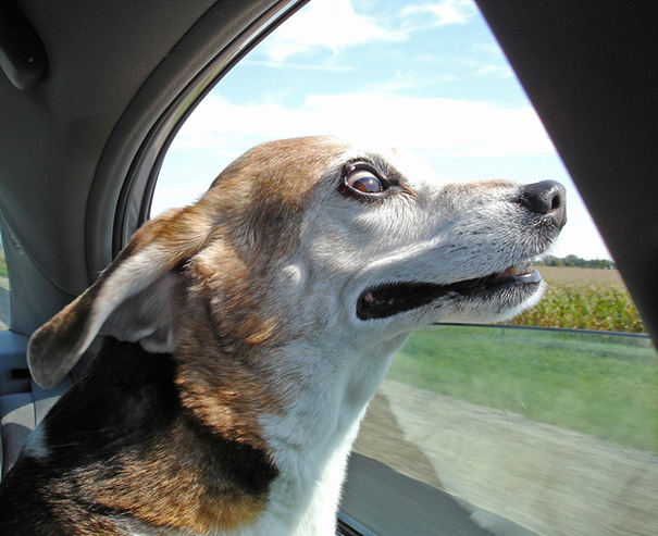 perros-disfrutando-viaje-coche (6)