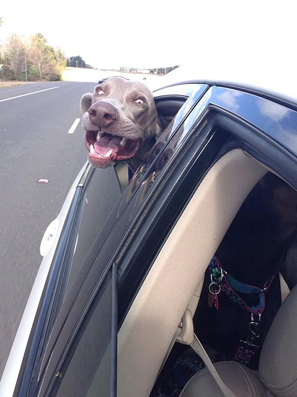 perros-disfrutando-viaje-coche (7)