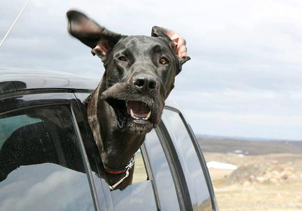 perros-disfrutando-viaje-coche (8)