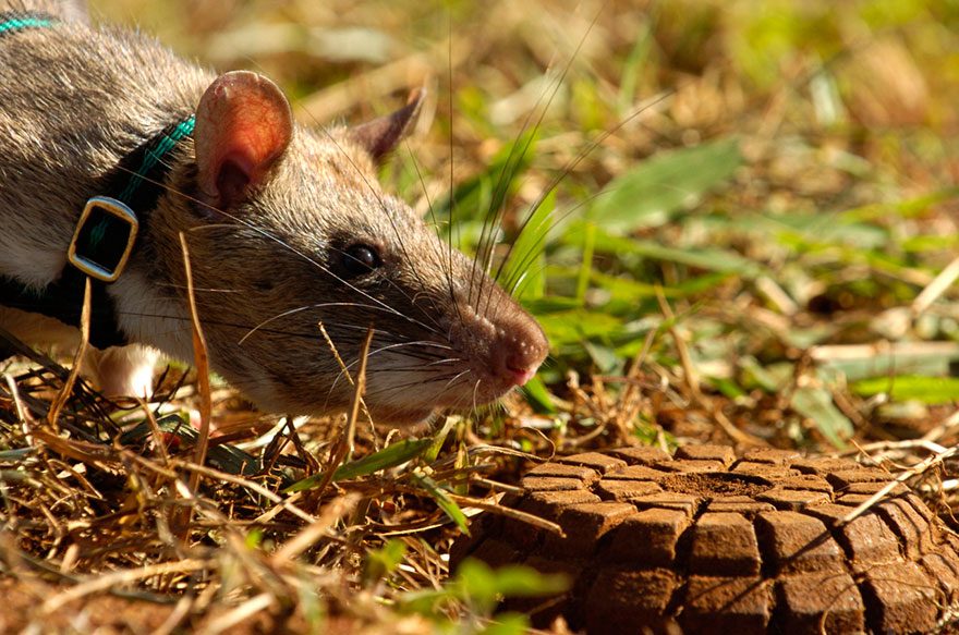 ratas-heroicas-detectoras-minas-apopo-africa (19)