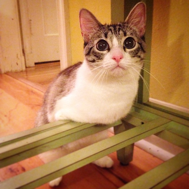 roux-gato-adoptado-2-patas-instagram (1)