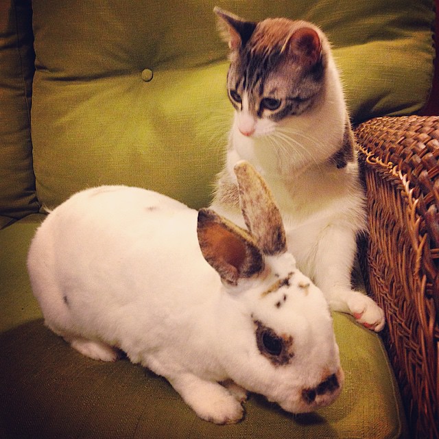 roux-gato-adoptado-2-patas-instagram (2)