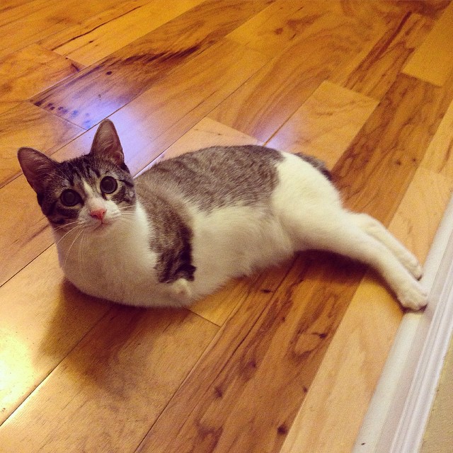 roux-gato-adoptado-2-patas-instagram (3)
