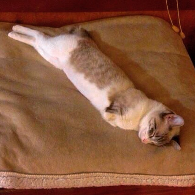 roux-gato-adoptado-2-patas-instagram (4)
