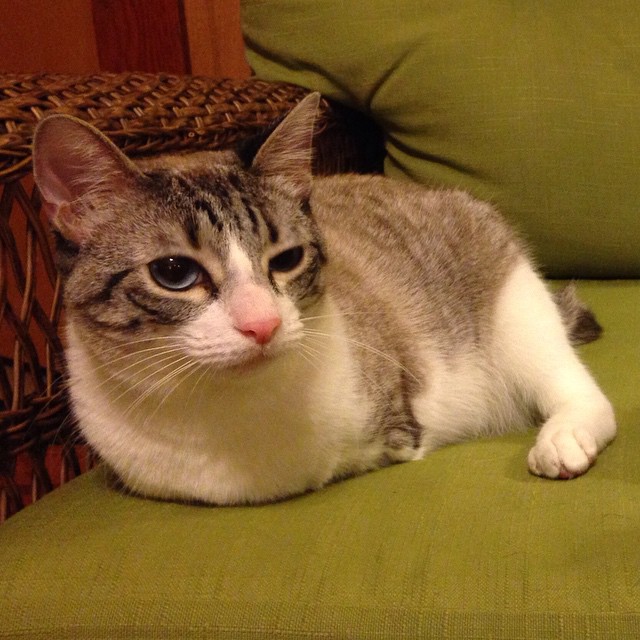 roux-gato-adoptado-2-patas-instagram (5)