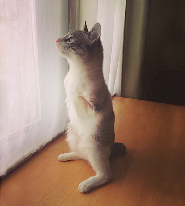 roux-gato-adoptado-2-patas-instagram (6)