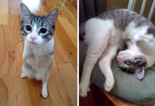 roux-gato-adoptado-2-patas-instagram (7)