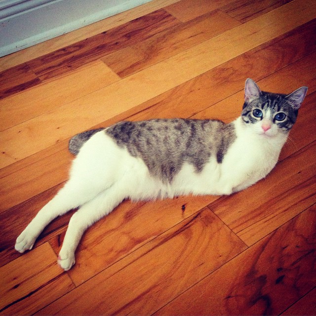 roux-gato-adoptado-2-patas-instagram (8)