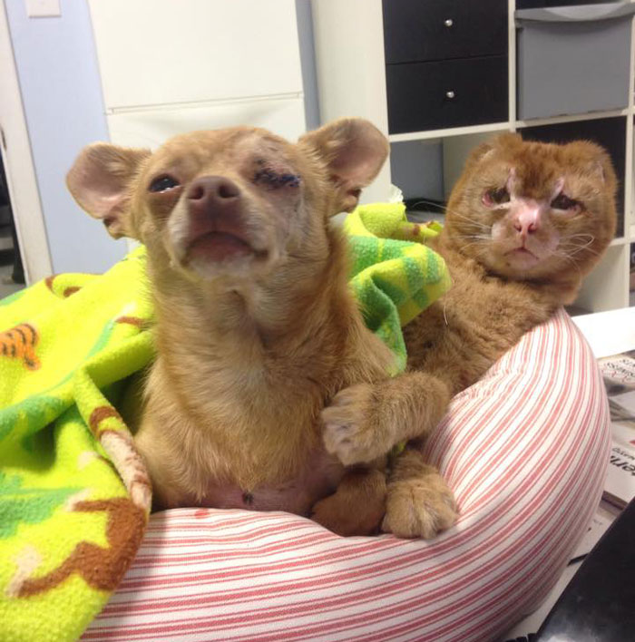 russel-gato-superviviente-cuida-animales-hospital (14)