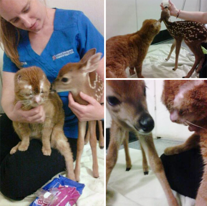 russel-gato-superviviente-cuida-animales-hospital (15)