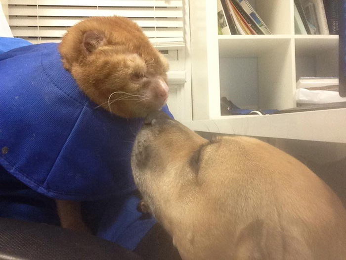 russel-gato-superviviente-cuida-animales-hospital (2)