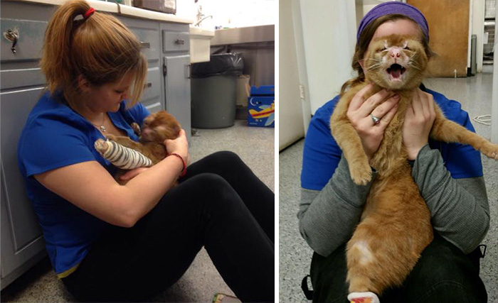 russel-gato-superviviente-cuida-animales-hospital (3)