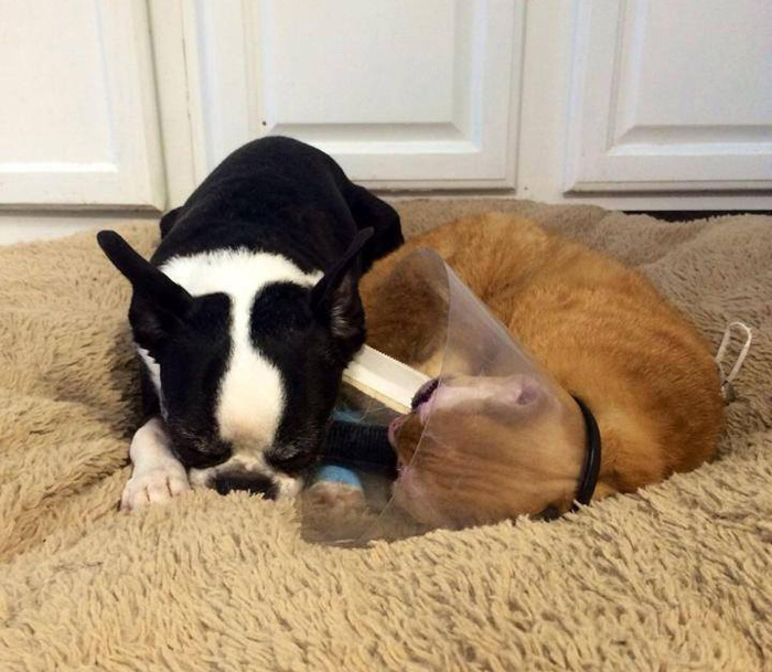 russel-gato-superviviente-cuida-animales-hospital (4)
