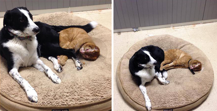russel-gato-superviviente-cuida-animales-hospital (6)