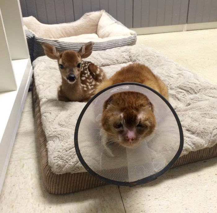 russel-gato-superviviente-cuida-animales-hospital (7)