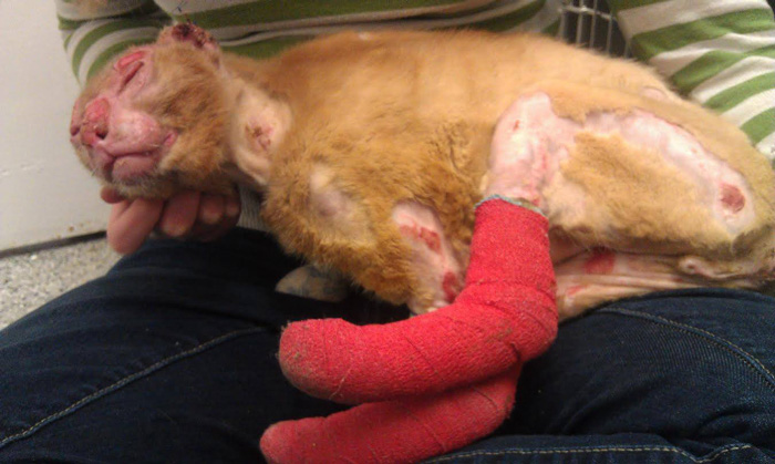 russel-gato-superviviente-cuida-animales-hospital (8)