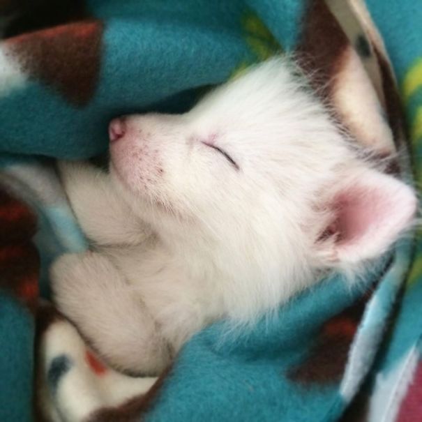 rylai-zorro-rojo-siberiano-domesticado-mascota (1)