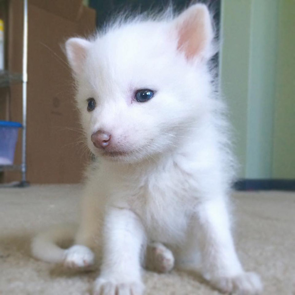 rylai-zorro-rojo-siberiano-domesticado-mascota (11)