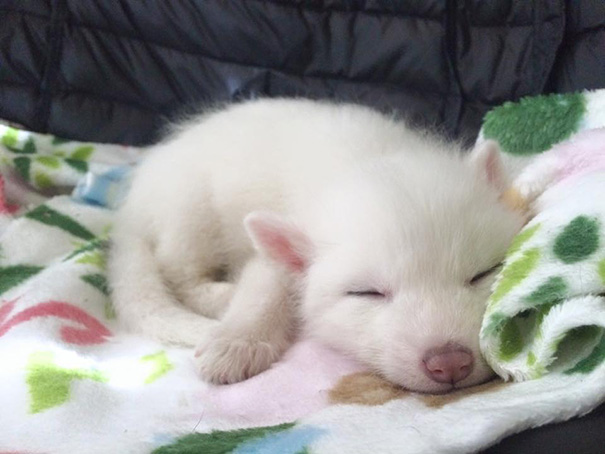 rylai-zorro-rojo-siberiano-domesticado-mascota (14)