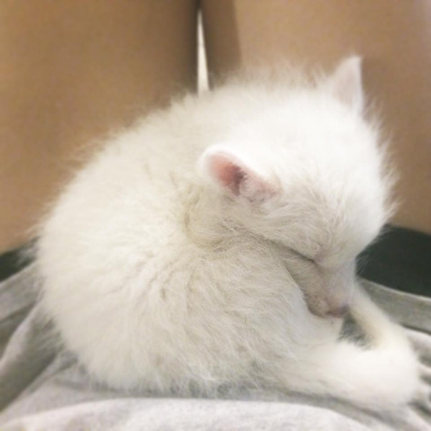 rylai-zorro-rojo-siberiano-domesticado-mascota (16)
