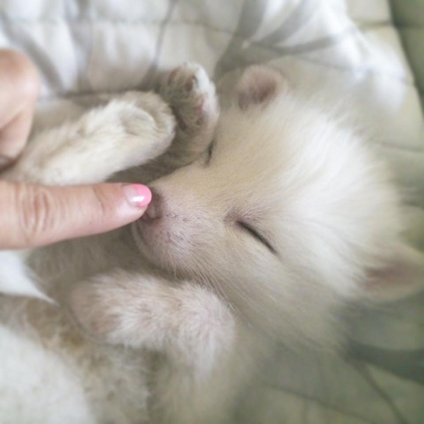 rylai-zorro-rojo-siberiano-domesticado-mascota (4)