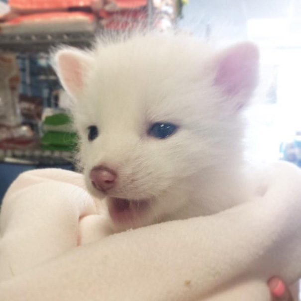 rylai-zorro-rojo-siberiano-domesticado-mascota (5)