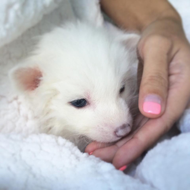 rylai-zorro-rojo-siberiano-domesticado-mascota (7)
