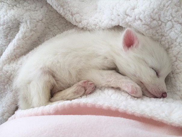 rylai-zorro-rojo-siberiano-domesticado-mascota (8)