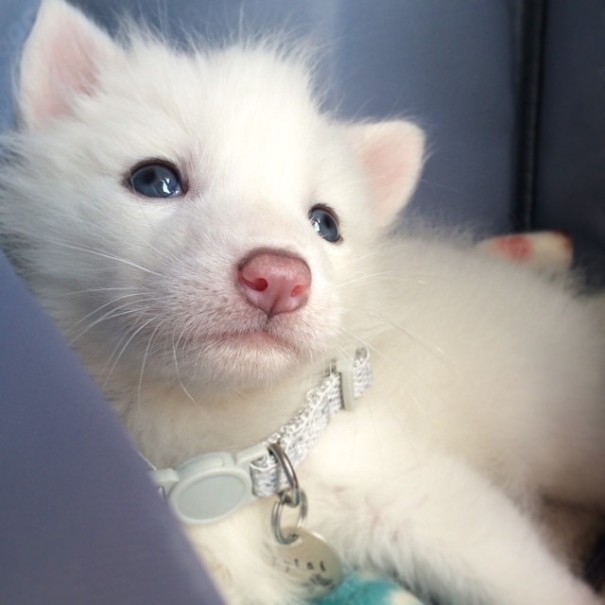 rylai-zorro-rojo-siberiano-domesticado-mascota (9)