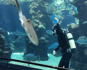 tiburon-leopardo-caricias-barriga-francia (3)