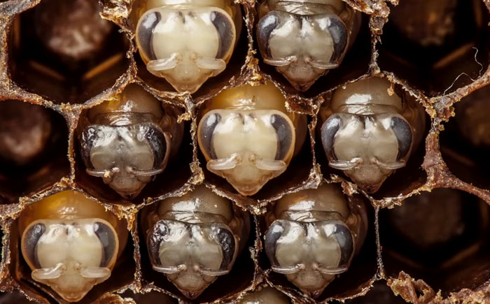 Los primeros 21 días de vida de una abeja mostrados en un hipnótico vídeo de 60 segundos