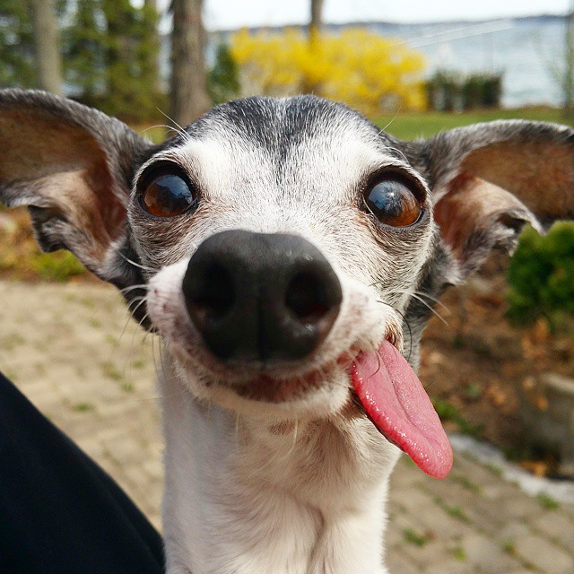 zappa-galgo-desdentado-lengua-fuera (1)