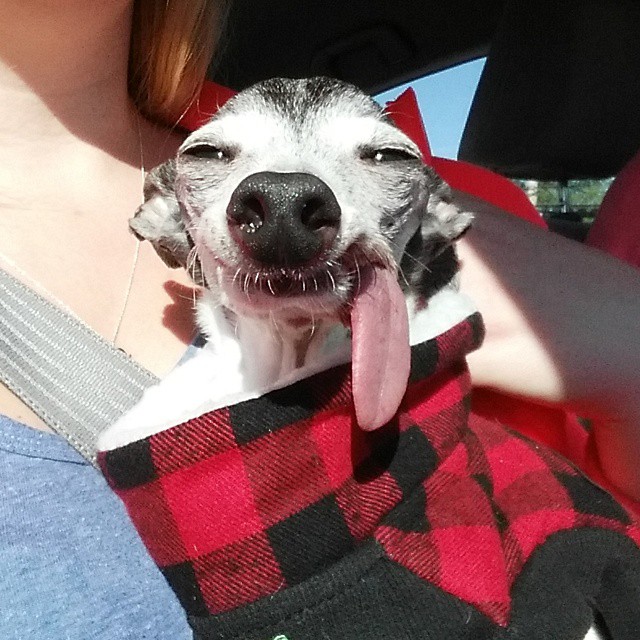 zappa-galgo-desdentado-lengua-fuera (12)