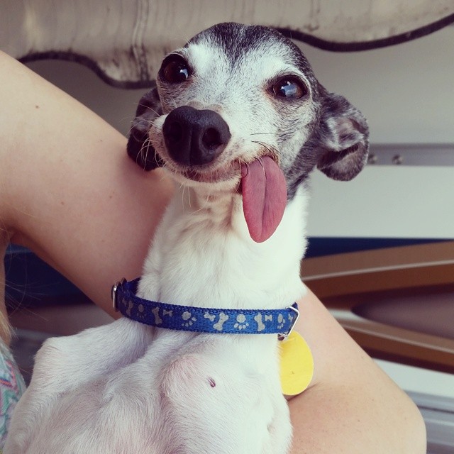 zappa-galgo-desdentado-lengua-fuera (16)