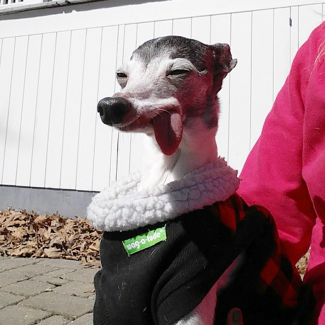 zappa-galgo-desdentado-lengua-fuera (4)