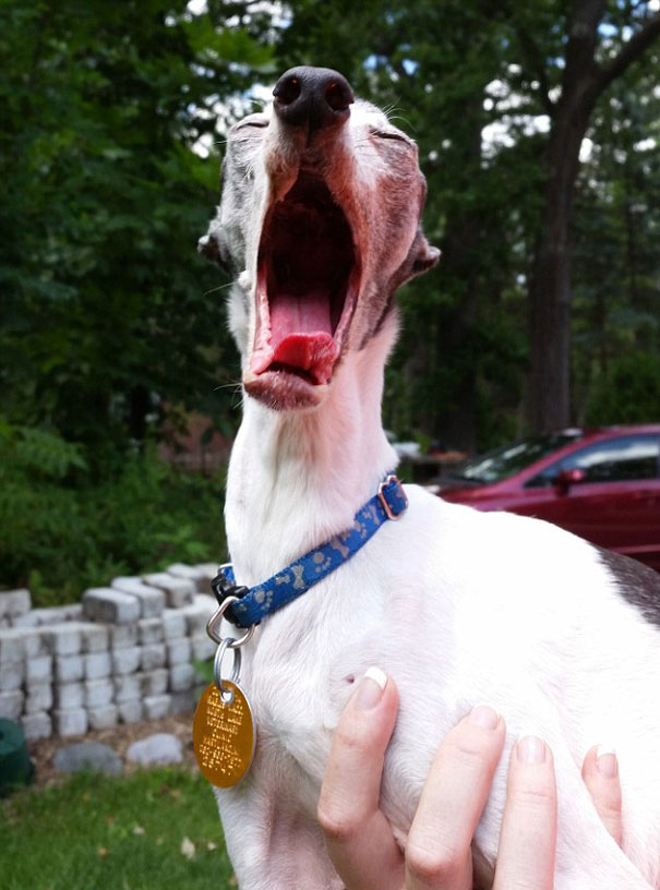 zappa-galgo-desdentado-lengua-fuera (7)