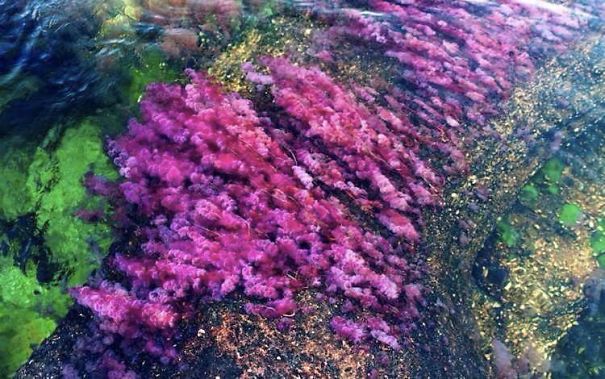 Caño Cristales El Río De 7 Colores
