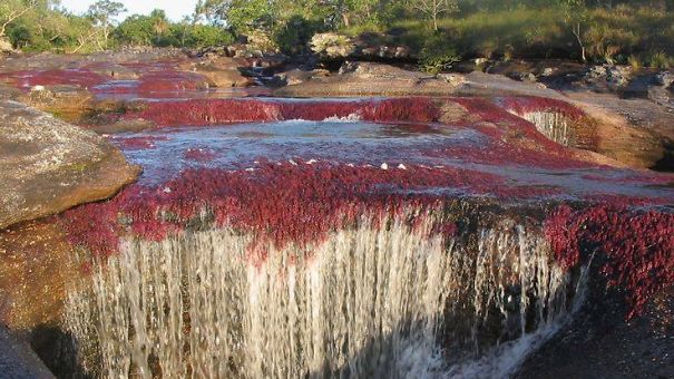 Caño Cristales El Río De 7 Colores