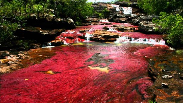 Caño Cristales El Río De 7 Colores