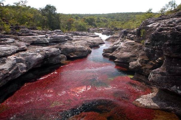 Caño Cristales El Río De 7 Colores