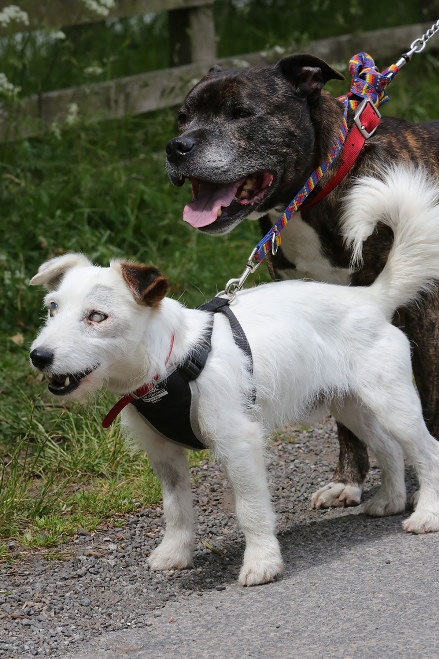 amistad-animal-perros-abandonados-ciego-glenn-guia-buzz (2)