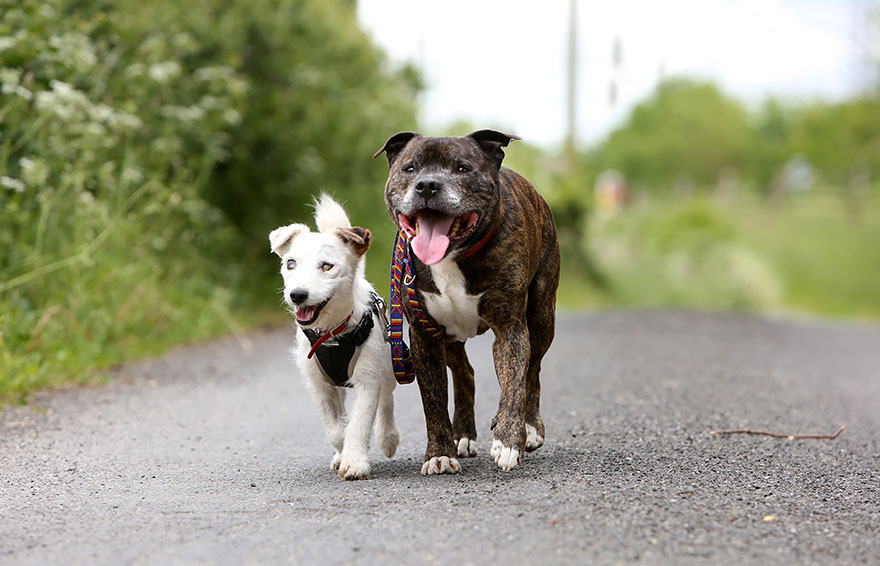 amistad-animal-perros-abandonados-ciego-glenn-guia-buzz (3)
