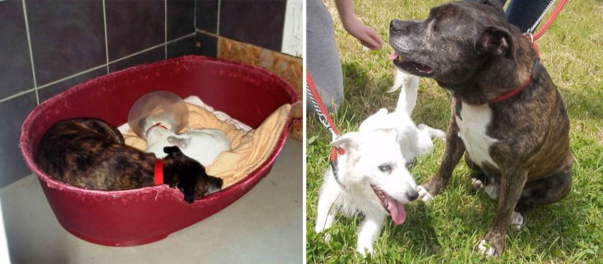 amistad-animal-perros-abandonados-ciego-glenn-guia-buzz (4)