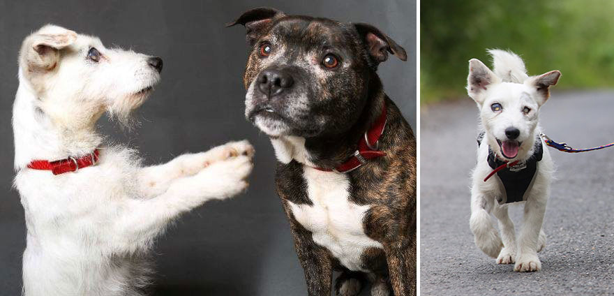 amistad-animal-perros-abandonados-ciego-glenn-guia-buzz (5)