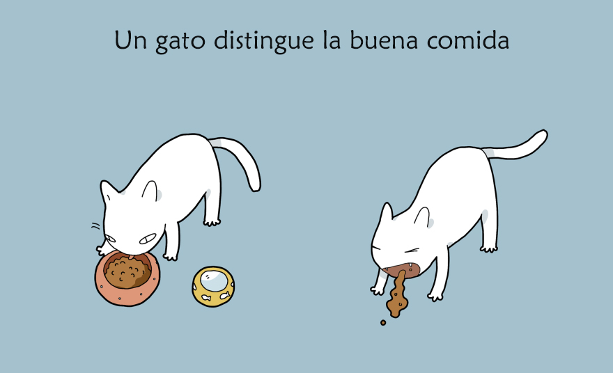 beneficios-tener-gato7