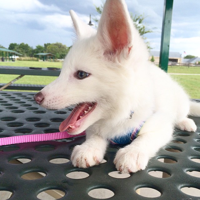 cachorro-zorro-blanco-rylai (10)
