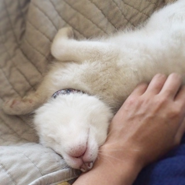 cachorro-zorro-blanco-rylai (11)