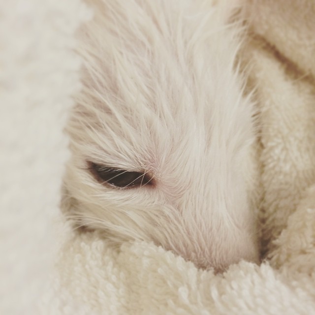 cachorro-zorro-blanco-rylai (12)