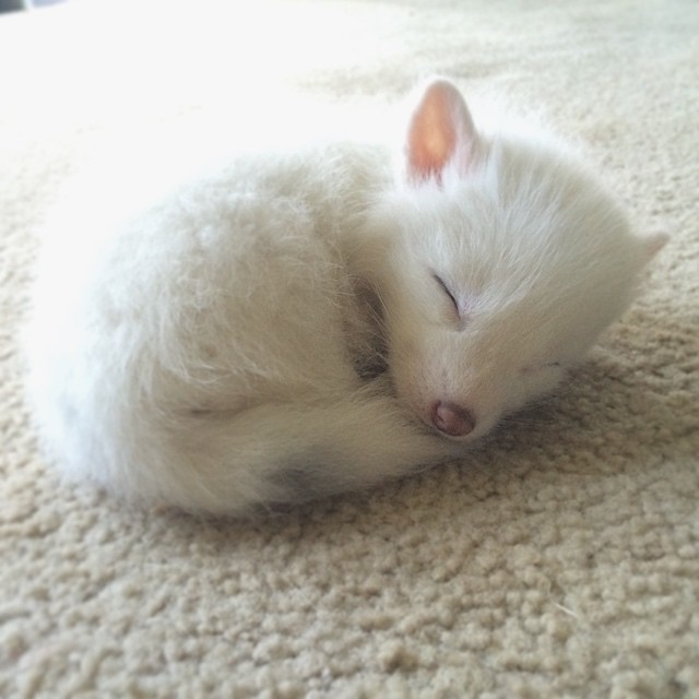 cachorro-zorro-blanco-rylai (15)